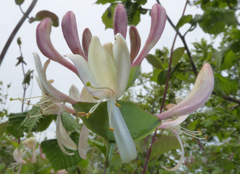 Lonicera caprifolium - Caprifoliaceae